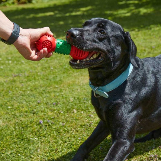 Zoon Large Dental Gumbell